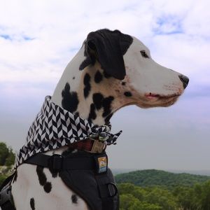 Meet your Posher, Caitlin